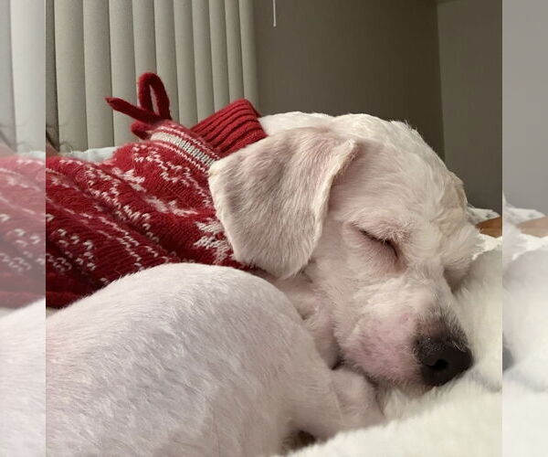 Medium Photo #8 Shih Tzu-Unknown Mix Puppy For Sale in Fargo, ND, USA