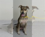 Small German Shepherd Dog Mix