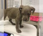 Small American Pit Bull Terrier