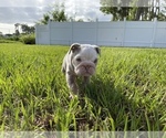 Small Photo #2 English Bulldog Puppy For Sale in PORT SAINT LUCIE, FL, USA