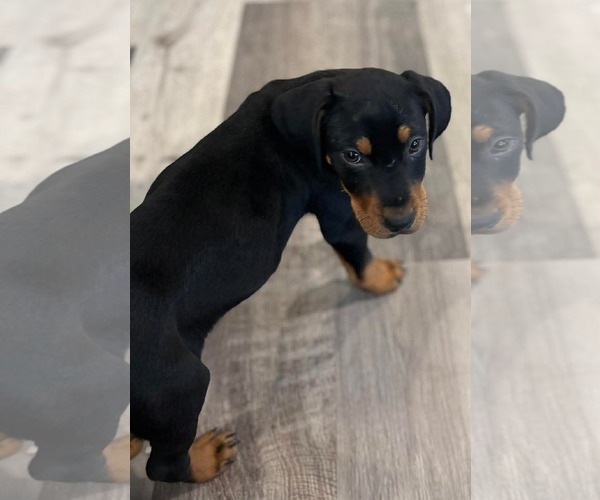 Medium Photo #1 Mutt Puppy For Sale in Mount Pleasant, SC, USA