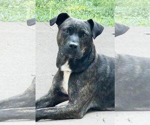 Mutt Dogs for adoption in Hillsboro, MO, USA