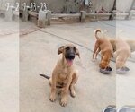 Small #18 Mutt