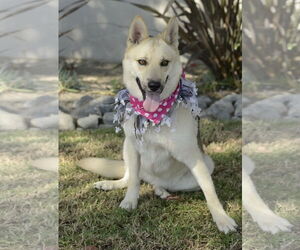 Sunny - Female Siberian Husky-Unknown Mix Dog for Adoption - Photo #4