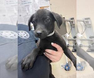 Labrador Retriever-Unknown Mix Dogs for adoption in Conroe, TX, USA