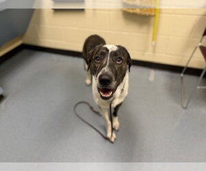 Labrador Retriever-Unknown Mix Dogs for adoption in Denver, CO, USA