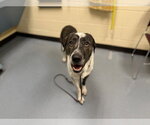 Small Labrador Retriever Mix