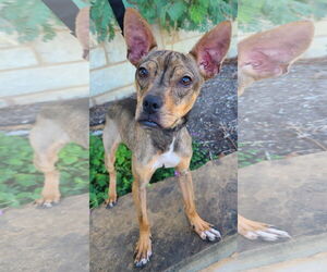 Pickle - Male Chipin Dog for Adoption - Photo #5