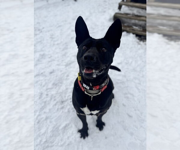 Medium Photo #7 Mutt Puppy For Sale in Elmsford, NY, USA