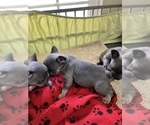 Small Photo #15 French Bulldog Puppy For Sale in TRENTON, TX, USA