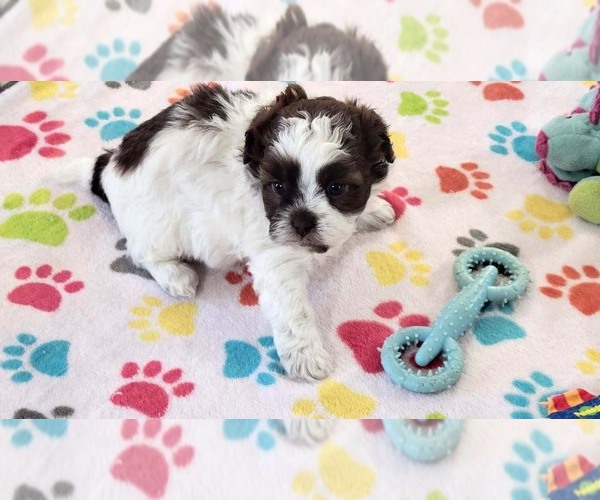 Medium Photo #6 ShihPoo Puppy For Sale in ORO VALLEY, AZ, USA