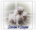 Small Photo #4 Pug Puppy For Sale in ELVERSON, PA, USA