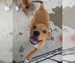 Small #1 Catahoula Leopard Dog-Labrador Retriever Mix