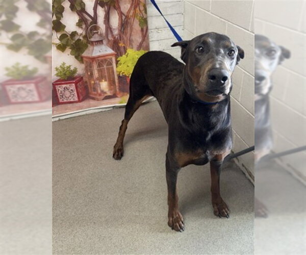 Medium Photo #1 Doberman Pinscher Puppy For Sale in San Bernardino, CA, USA