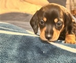 Puppy PINK GIRL Dachshund