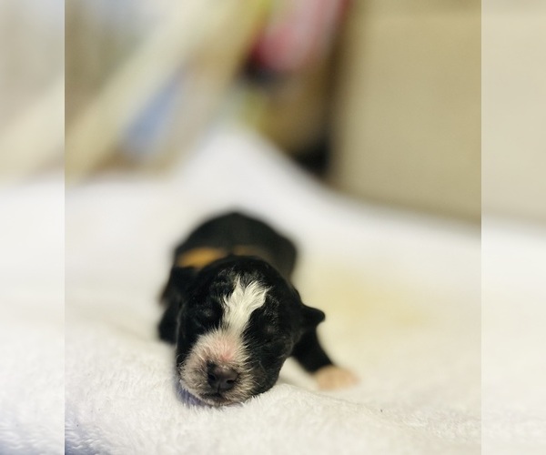 Medium Photo #1 Siberian Husky Puppy For Sale in HEMET, CA, USA
