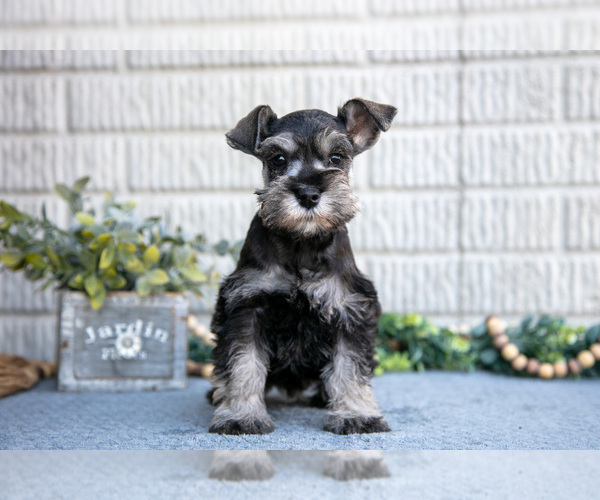 Medium Photo #3 Schnauzer (Miniature) Puppy For Sale in BALTIC, OH, USA