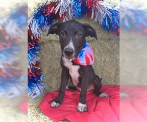 Border Collie-Unknown Mix Dogs for adoption in Pleasanton, TX, USA