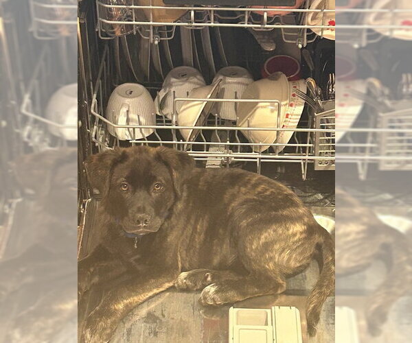 Medium Photo #4 Great Pyrenees-Unknown Mix Puppy For Sale in Brooklyn Center, MN, USA