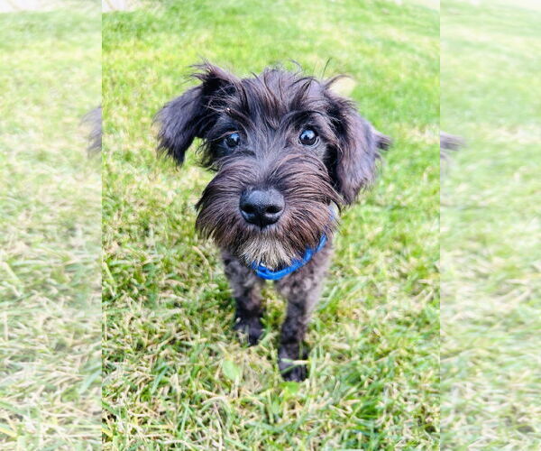Medium Photo #5 - Mix Puppy For Sale in St. Louis Park, MN, USA