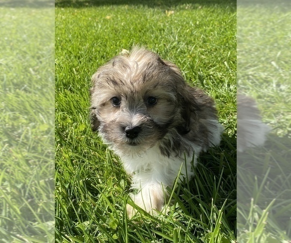 Medium Photo #2 ShihPoo Puppy For Sale in CANOGA, NY, USA