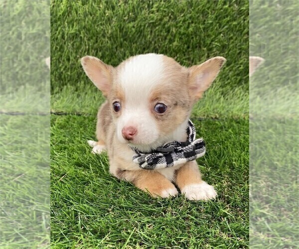 Medium Photo #15 Chihuahua Puppy For Sale in AVONDALE ESTATES, GA, USA