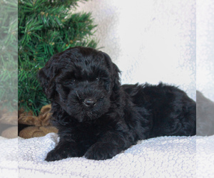 Mini Whoodle (Wheaten Terrier/Miniature Poodle) Puppy for sale in GAP, PA, USA