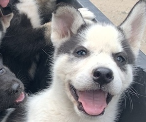 German Shepherd Dog-Siberian Husky Mix Puppy for sale in VANCOUVER, WA, USA