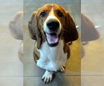 Small #2 Basset Hound