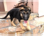 Small Photo #6 German Shepherd Dog Puppy For Sale in HIALEAH, FL, USA