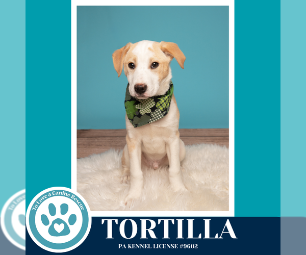 Medium Photo #5 Border Collie-Unknown Mix Puppy For Sale in Kimberton, PA, USA