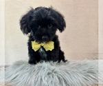 Small #8 YorkiePoo