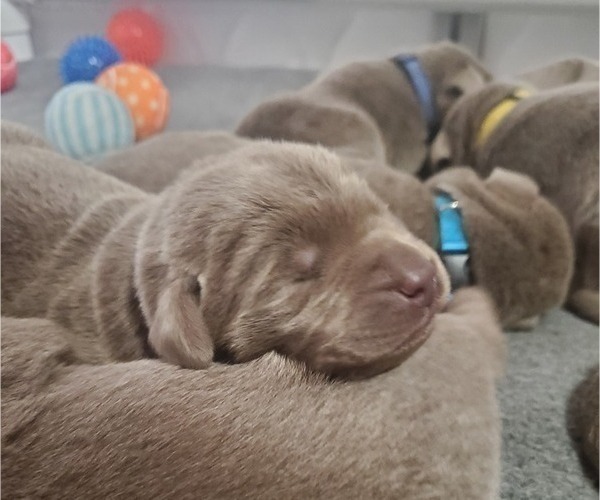 Medium Photo #16 Labrador Retriever Puppy For Sale in FLAGLER, CO, USA