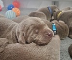 Small Photo #16 Labrador Retriever Puppy For Sale in FLAGLER, CO, USA