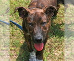 Small #4 Mountain Cur Mix