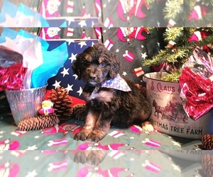 Saint Berdoodle Puppy for sale in PONCA CITY, OK, USA