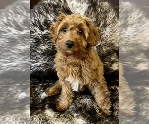 Cavapoo Puppy for sale in HARRISON, AR, USA