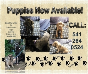 Cane Corso Litter for sale in YACHATS, OR, USA