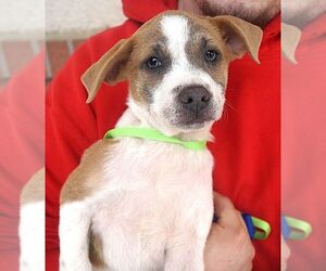 Mutt Dogs for adoption in Carrollton, TX, USA