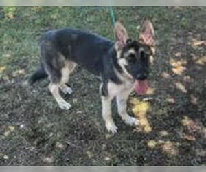 German Shepherd Dog Dogs for adoption in Fallbrook, CA, USA