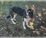 Small German Shepherd Dog