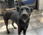 Small #5 Labrador Retriever Mix