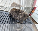 Small Photo #16 Mastiff Puppy For Sale in PARIS, IL, USA