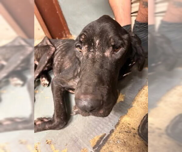 Medium Photo #1 Great Dane Puppy For Sale in Bullard, TX, USA