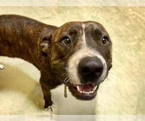 American Bulldog-Unknown Mix Dogs for adoption in Tulsa, OK, USA