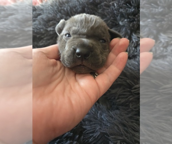 Medium Photo #4 Cane Corso Puppy For Sale in HENRY, VA, USA