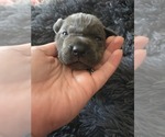Small #3 Cane Corso