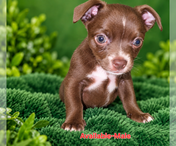 Medium Photo #1 Chihuahua Puppy For Sale in ANDALUSIA, AL, USA