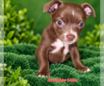 Small Photo #1 Chihuahua Puppy For Sale in ANDALUSIA, AL, USA