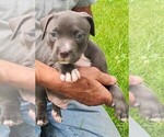 Small #1 American Bully